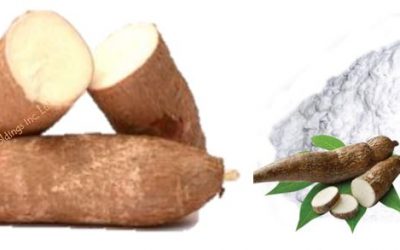 t-cassava-tuber