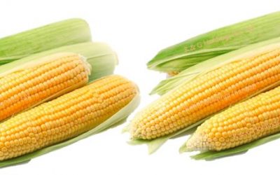 t-fresh-corn